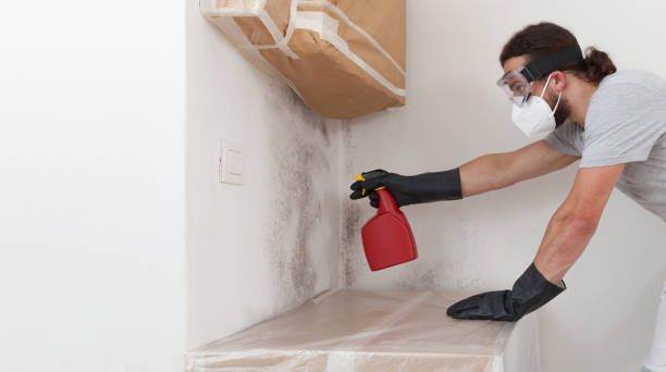 Attic Mold Remediation treatment on roof deck in Spruce Creek